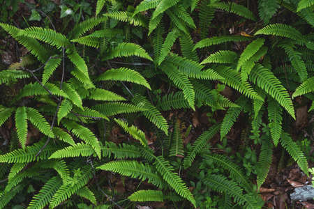 Hard fern fresh green fronds growing in a shady and humid woodlandの写真素材
