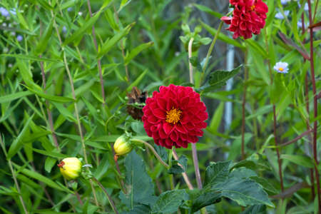 Garden dahlia (Dahlia pinnata) red flowersの写真素材