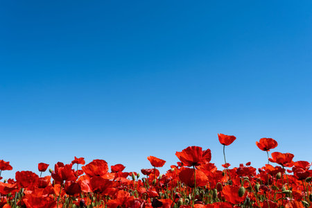 Red poppy (Papaver rhoeas) wild flowers blooming in the springtime fields, blue sky background