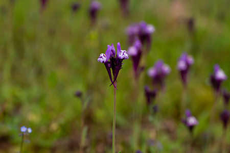 Linaria amethystea purple flower close upの写真素材