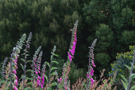 Digitalis purpurea or foxglove deep pink flowers blooming close upの写真素材