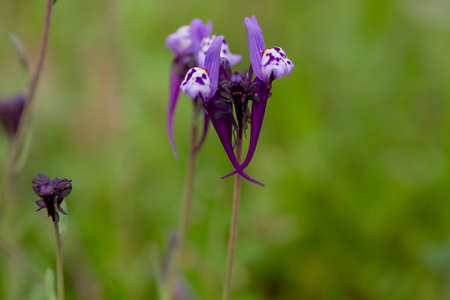 Linaria amethystea purple flower close upの写真素材