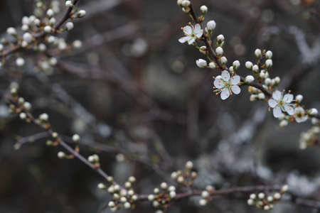 Prunus spinosa blackthron white flowers blooming in springの写真素材
