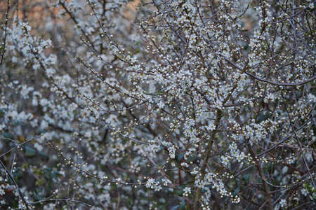 Prunus spinosa blackthron white flowers blooming in springの写真素材