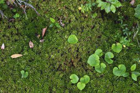 Navelwort green leaves, succulent plant growing on a wet shady mossy forestの写真素材