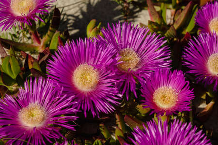 Hottentot-fig ice plant (Carpobrotus edulis) deep magenta purplish flowersの写真素材