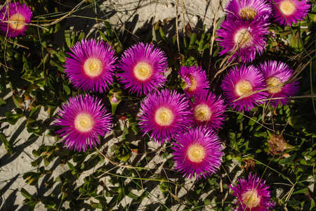 Hottentot-fig ice plant (Carpobrotus edulis) deep magenta flowersの写真素材