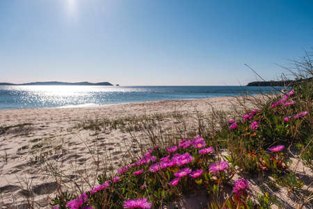 Hottentot-fig ice plant (Carpobrotus edulis) deep magenta flowers blooming on a sand beach in O Grove, Galicia, Spainの写真素材
