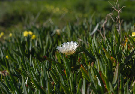 Hottentot-fig ice plant (Carpobrotus edulis) white flowerの写真素材