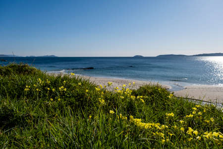 Sourgrass (Oxalis pes-caprae) yellow flowers blooming by the Atlantic coast in Galicia, Spainの写真素材