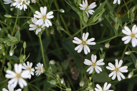 Marsh stitchwort (Stellaria palustris) wild white flowers, selective focusの写真素材