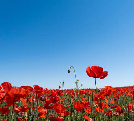 Red poppy (Papaver rhoeas) wild flowers blooming in the springtime fields, blue sky background, square formatの写真素材