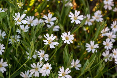 Marsh stitchwort (Stellaria palustris) wild white flowersの写真素材