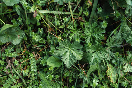 Musk-mallow (Malva moschata) green leavesの写真素材