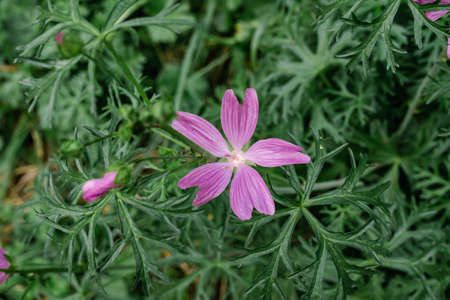 Malva moschata musk-mallow pink flowersの写真素材