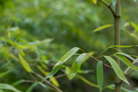 Golden bamboo (Phyllostachys aurea) fresh green leaves detailの写真素材