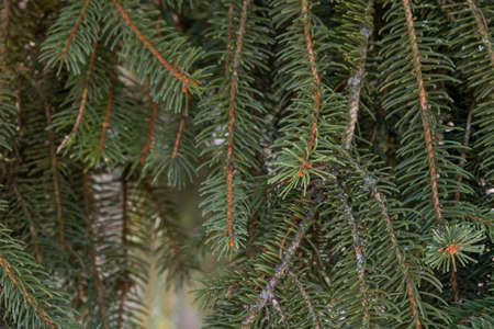 European spruce (Picea abies) evergreen tree green foliageの写真素材