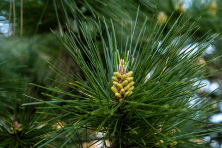 Maritime pine (Pinus pinaster) young conesの写真素材