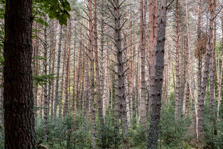 Scots pine (Pinus sylvestris) forest in the Pyrenees, Spainの写真素材