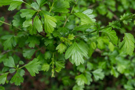 Common hawthorn or  oneseed hawthorn (Crataegus Monogyna) springtime fresh green foliageの写真素材
