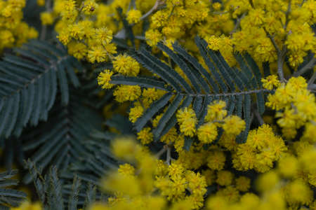 Acacia dealbata silver wattle yellow flowers blooming close upの写真素材