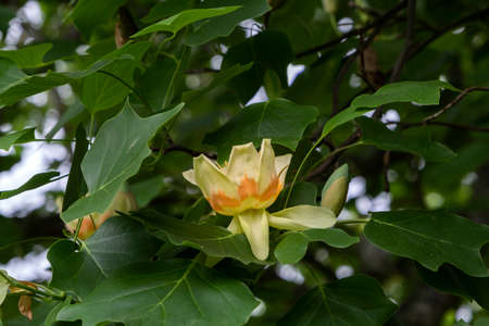 Tulip tree (Liriodendron tulipifera) with blooming tulip-like flowers and green deciduous foliageの写真素材