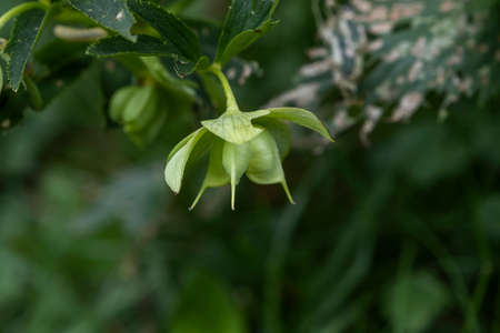 Green hellebore (Helleborus viridis) fruitsの写真素材