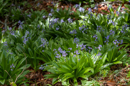Pyrenean squill ( Scilla lilio-hyacinthus) with blooming purple flowers growing on a beech trees...