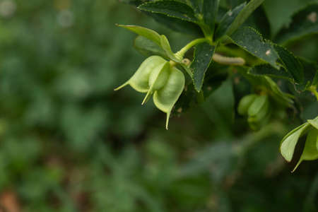 Green hellebore (Helleborus viridis) fruitsの写真素材
