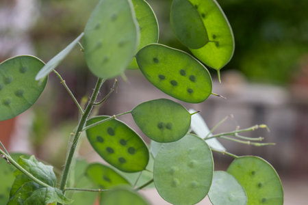 Annual honesty moneywort (Lunaria annua) green seedpods