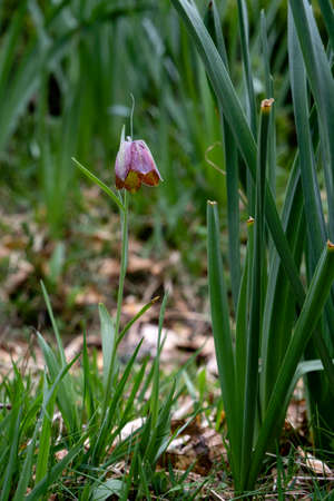 Pyrenean fritillary or Pyrenean snake's-head (Fritillaria pyrenaica) scarlet colored flowerの写真素材