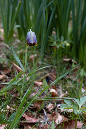 Pyrenean fritillary or Pyrenean snake's-head (Fritillaria pyrenaica) purple flowerの写真素材