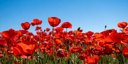Red poppy (Papaver rhoeas) wild flowers blooming in the springtime fields, blue sky backgroundの写真素材