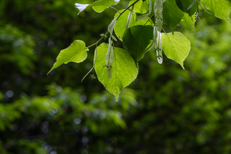 Small-leaved linden (Tilia cordata) green springtime foliage and immature drupesの写真素材