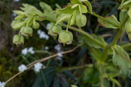 Stinking hellebore (Helleborus foetidus) yellowish-green flowers blooming in springの写真素材