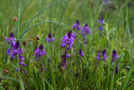 Common milkwort (Polygala vulgaris) violet colored flowersの写真素材