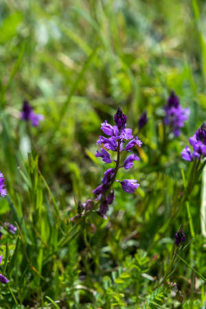 Common milkwort (Polygala vulgaris) violet colored flowersの写真素材