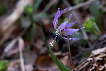 Dogtooth violet (Erythronium dens-canis) springtime flowerの写真素材
