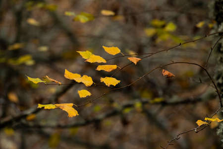 Detail of white birch (Betula alba) autumnal golden colored leavesの写真素材