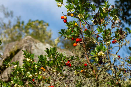 Strawberry tree (Arbutus unedo) with red fruits, green leaves and white flowersの写真素材