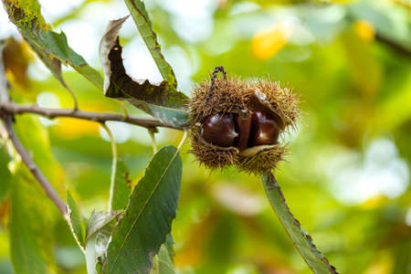 Sweet chestnut tree (Castanea Sativa)bur with fruits, sharp spiny cupules seed capsulesの写真素材