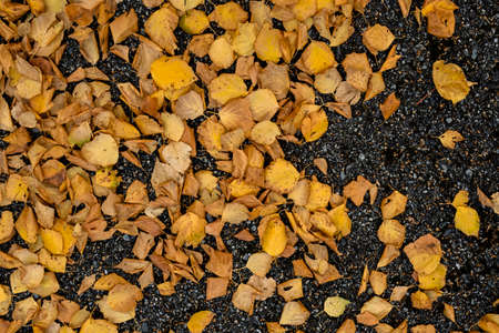 Autumnal golden colored fallen leaves of a birch treeの写真素材