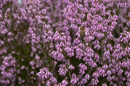 Spanish heath (Erica Australis) pink flowersの写真素材