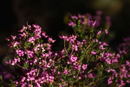Dwarf Spanish heath (Erica umbellata) pink flowersの写真素材