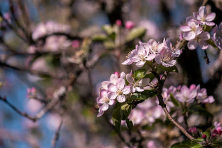 European crab apple or wild apple (Malus sylvestris) pink blossomsの写真素材