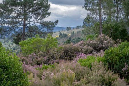 Springtime landscape with blooming Spanish heath (Erica australis) pink purplish flowersの写真素材