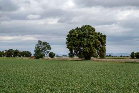 Garlic field in Castilla-La Mancha, Spainの写真素材