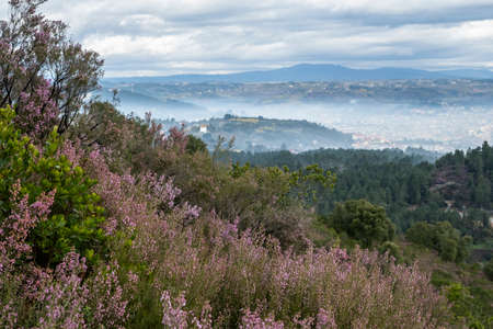Spanish heath (Erica Australis) pink flowers bloomingの写真素材