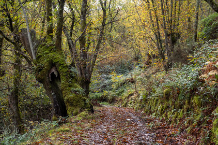 Sspanish chestnut grove (Castanea sativa) mossy forest with autumnal coloursの写真素材