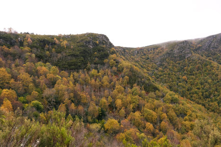 Autumnal native forest in the mountains of Serra do Courel, Galicia, Spain.の写真素材